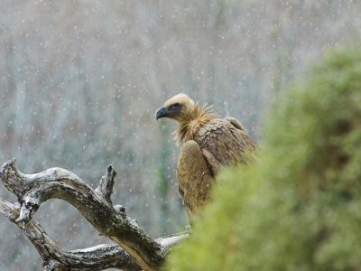 Fauna