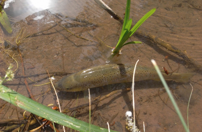 Prohibida la pesca de truchas