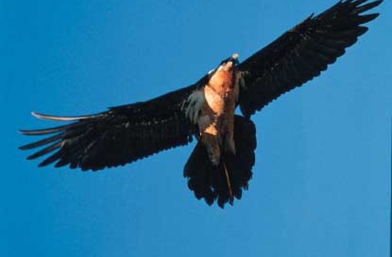 El Gobierno de Navarra participa en las II Jornadas de Aves en el Pirineo 
