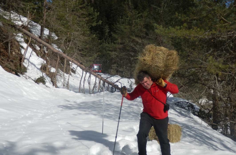 Alimentando a los ciervos por la nieve. 