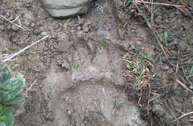El G.N activa medidas disuasoria para alejar las osas del valle de Roncal