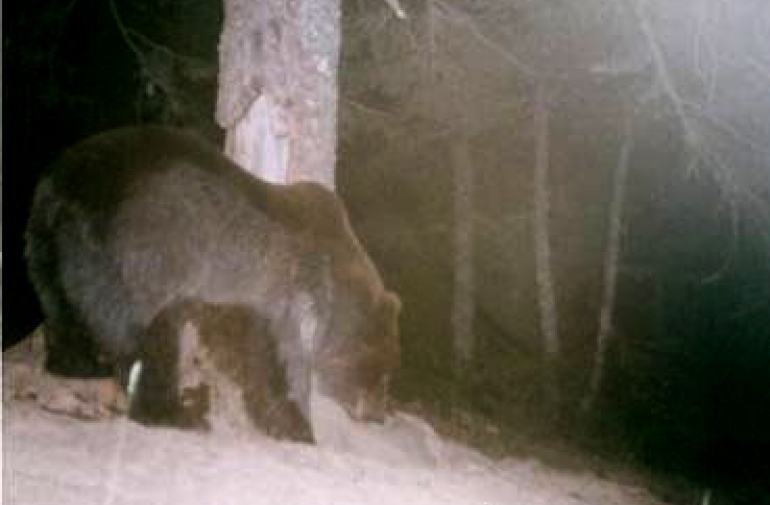 El 25% de los indicios de la presencia del oso en Navarra en 2009 se atribuyen a Ner 