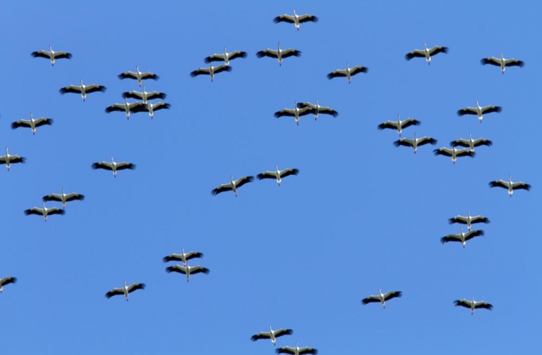 Un proyecto de observatorio de aves en el Pirineo navarro