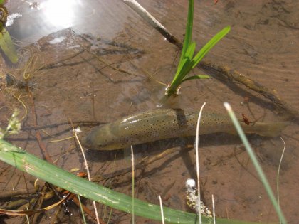 Prohibida la pesca de truchas