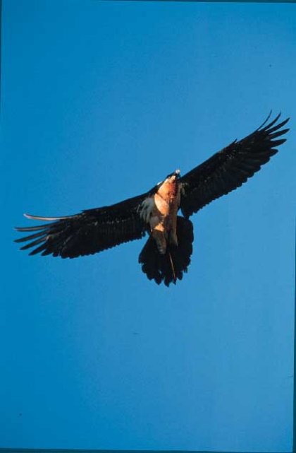 El Gobierno de Navarra participa en las II Jornadas de Aves en el Pirineo 