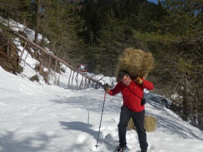 Alimentando a los ciervos por la nieve. 