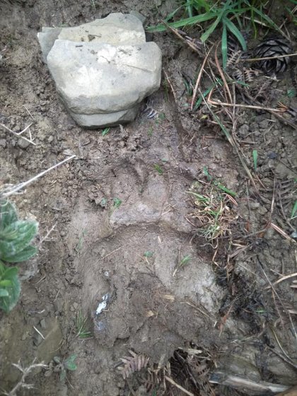 El G.N activa medidas disuasoria para alejar las osas del valle de Roncal