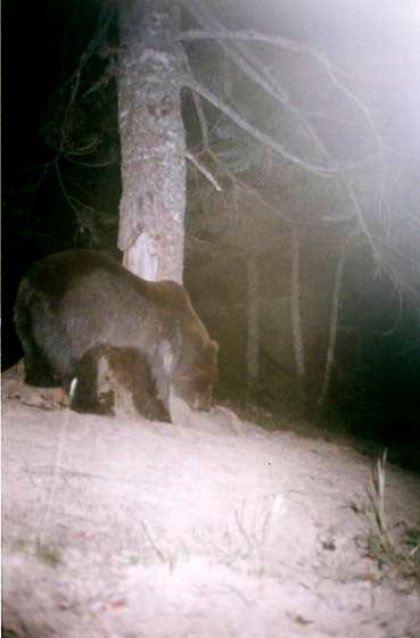 El 25% de los indicios de la presencia del oso en Navarra en 2009 se atribuyen a Ner 