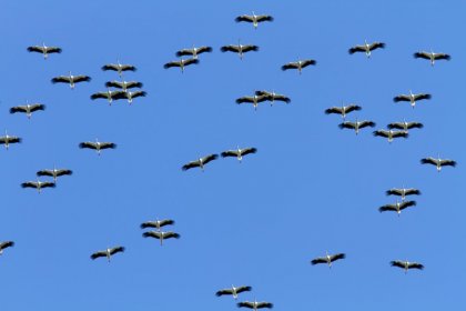Un proyecto de observatorio de aves en el Pirineo navarro
