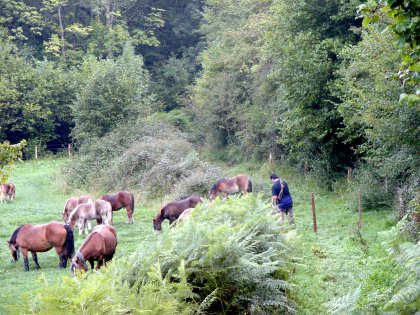 El Gobierno distribuir 111 millones de euros en la campaa de ayudas al sector agrario navarro 