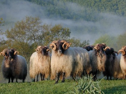 Negativa a nuevas razas en la DO Roncal